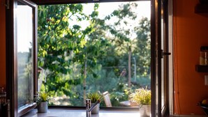 An open window with a view of greenery outside.
