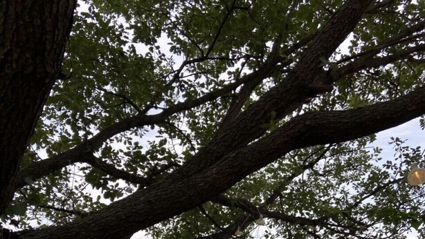 Ein Essbereich im Freien mit einem Tisch, der für sechs Personen gedeckt ist, umgeben von Stühlen, unter einem großen Baum mit Blick auf eine gebirgige Landschaft.