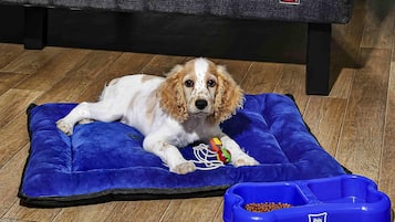 Un gos estirat sobre un llit blau per a animals, amb un plat de menjador a prop.