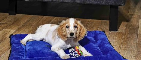 A dog lying on a blue pet bed with a food bowl beside it.
