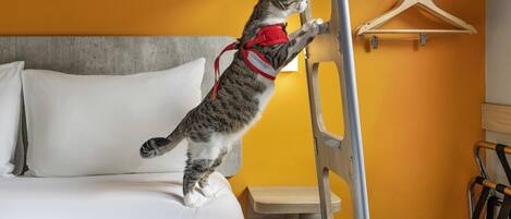 Een kat op een bed die probeert een houten kapstok aan de muur te pakken.