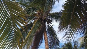 Een palmboom met kokosnoten, een helderblauwe lucht en een stenen muur op de achtergrond.