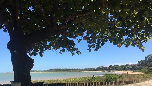 Un sentier bordé d’arbres qui mène à une plage offrant une vue dégagée sur la mer.