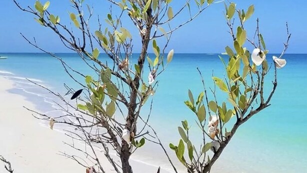 Une plage à l’eau d’un bleu limpide et un arbre aux fleurs blanches.