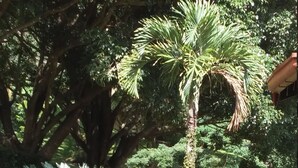 A garden with a palm tree, a large fern, and a stone planter. - Weekly Rental Beach Sunny , Party Town Costa Rica (Coco Beach)