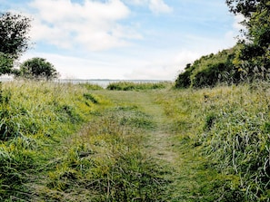 Un paysage naturel avec un sentier herbeux qui mène à un plan d’eau, le tout étant entouré de végétation.