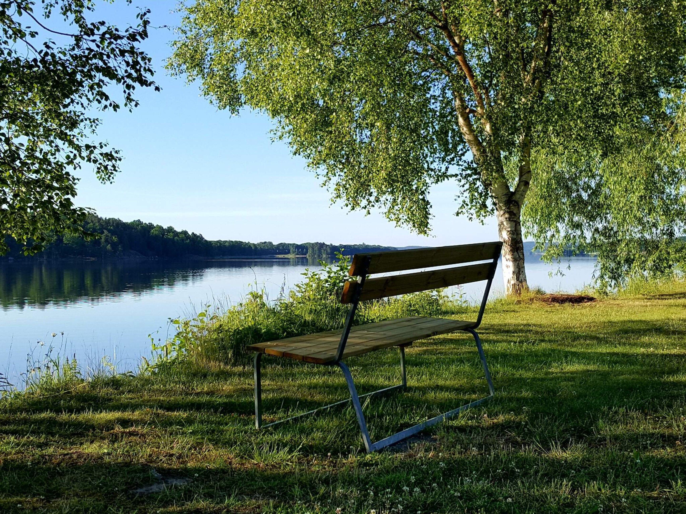 Un banco junto a un lago, con un árbol que da sombra.