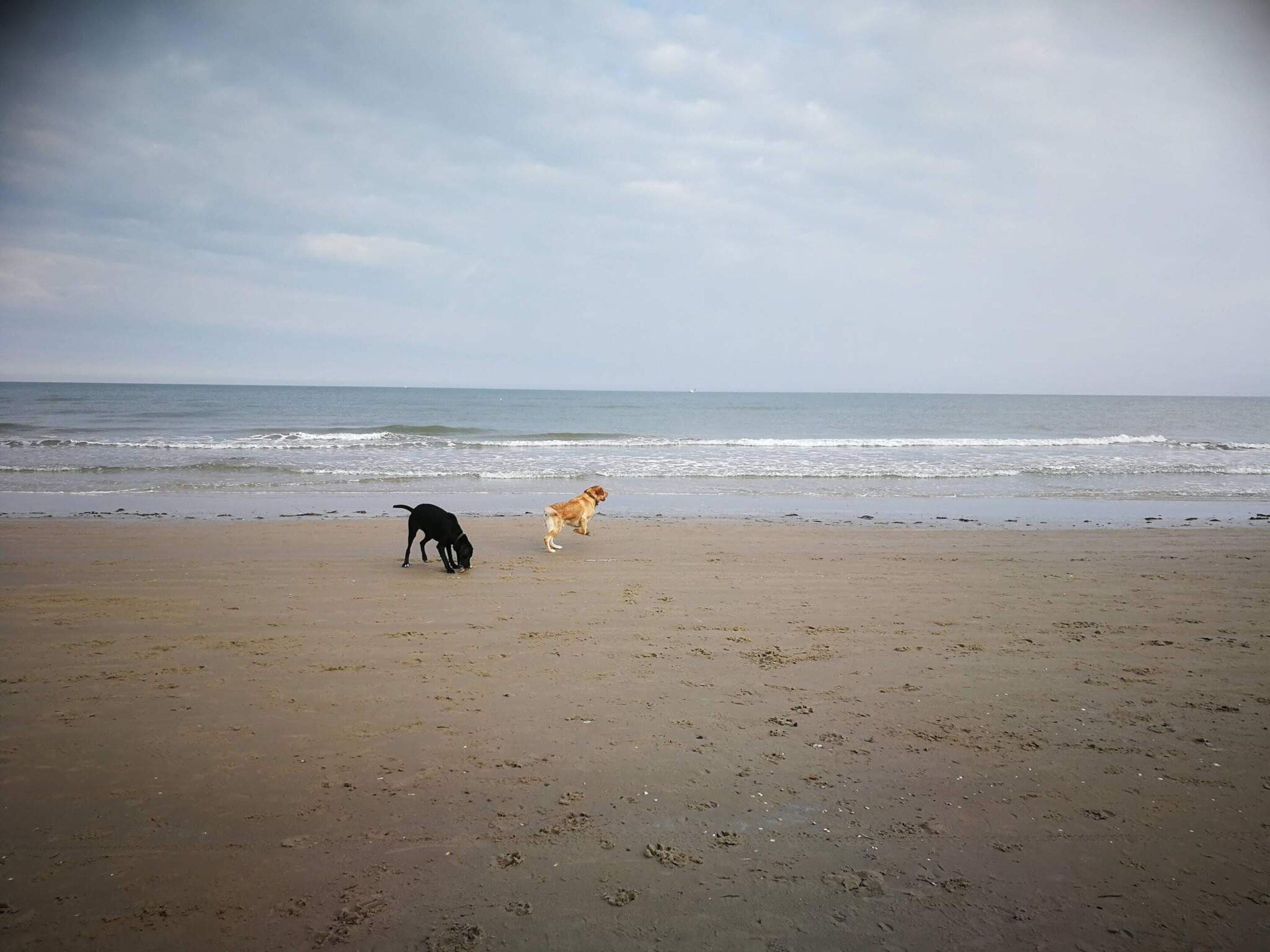 Una playa con dos perros, uno negro y otro dorado, sobre la arena.