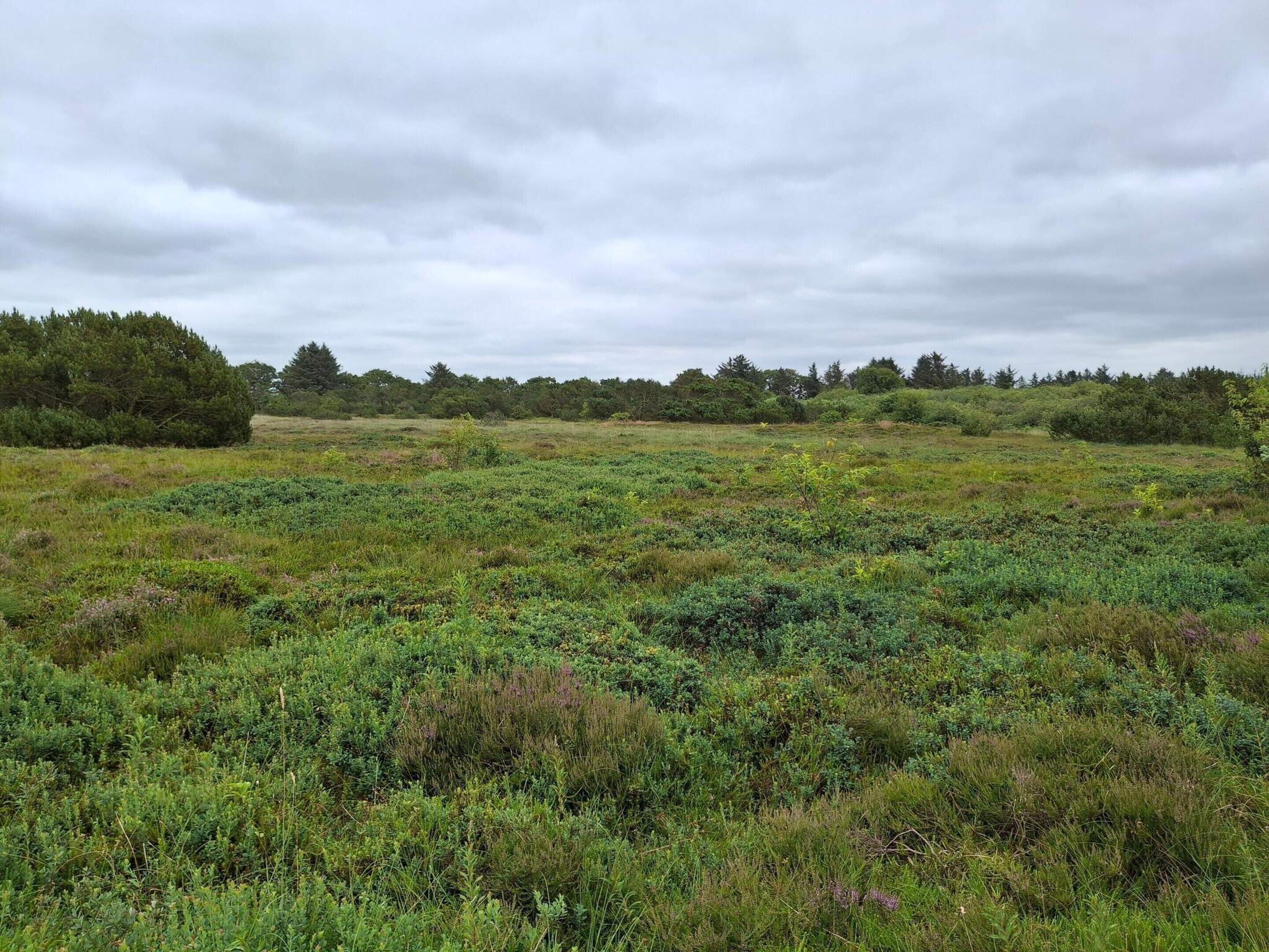 A natural landscape with a variety of green vegetation and trees in the background.