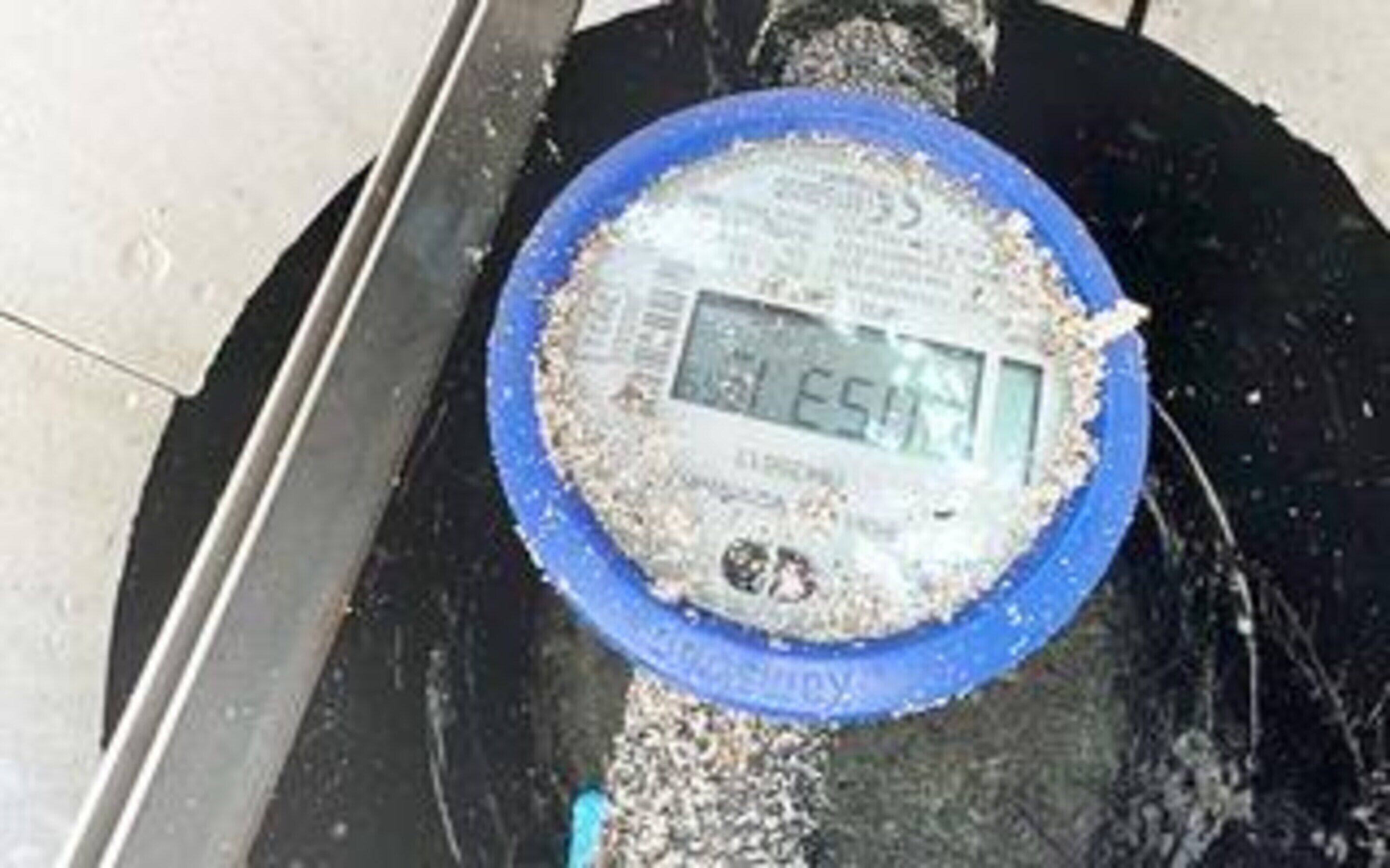 Une balance numérique affichant 5,1 kg.