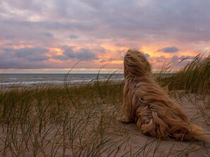 A dog sitting on a beach with grass in the foreground and a cloudy sky in the background. - 4 Star Holiday Home in Hvide Sande (Hvide Sande)
