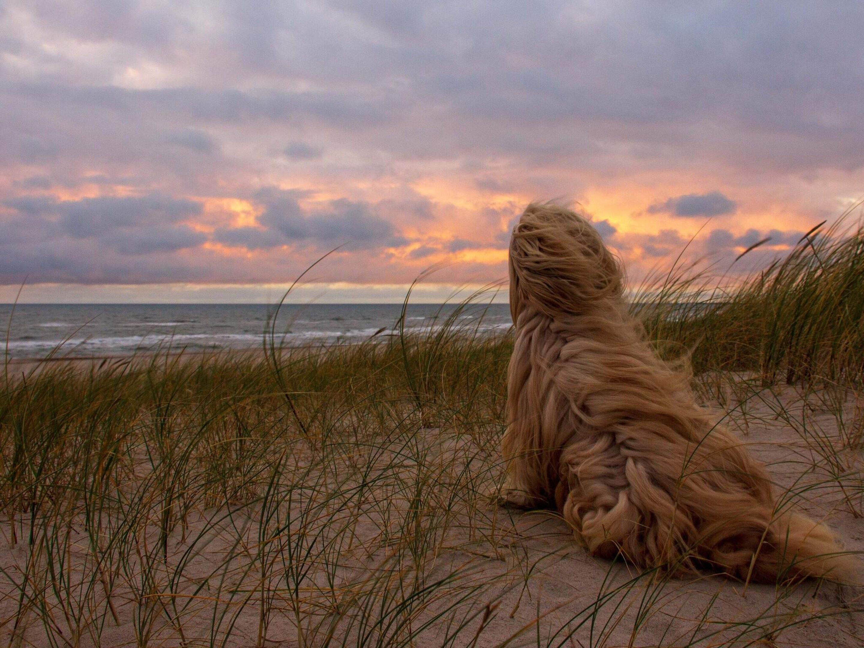 Un perro sentado en una playa, con hierba al frente y un cielo nublado al fondo.