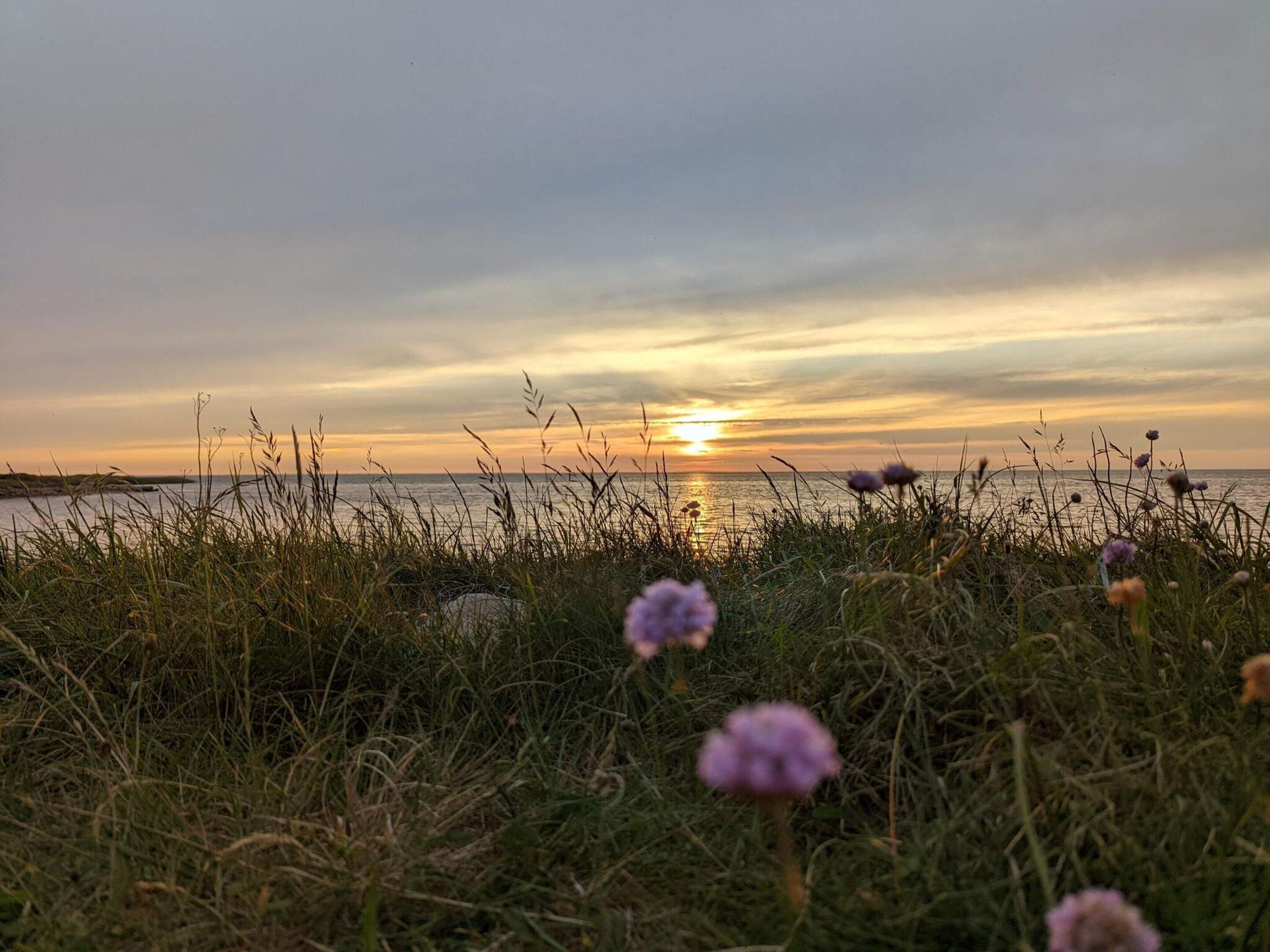 Ein Sonnenuntergang über einem Gewässer, im Vordergrund Gras und violette Blumen.