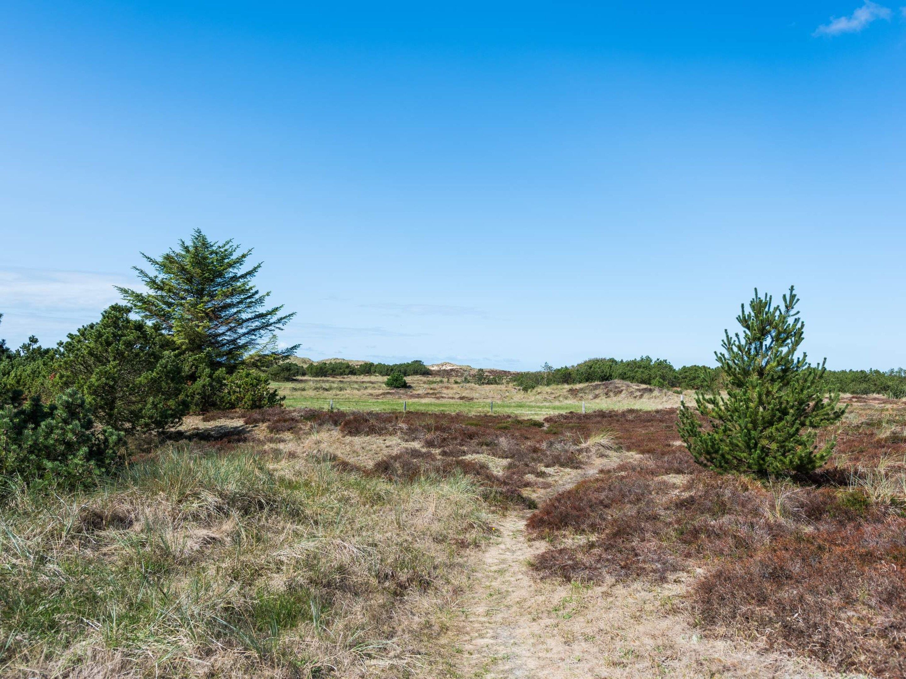 Een natuurlijk landschap met heldere lucht, een onverharde pad en naaldbomen.
