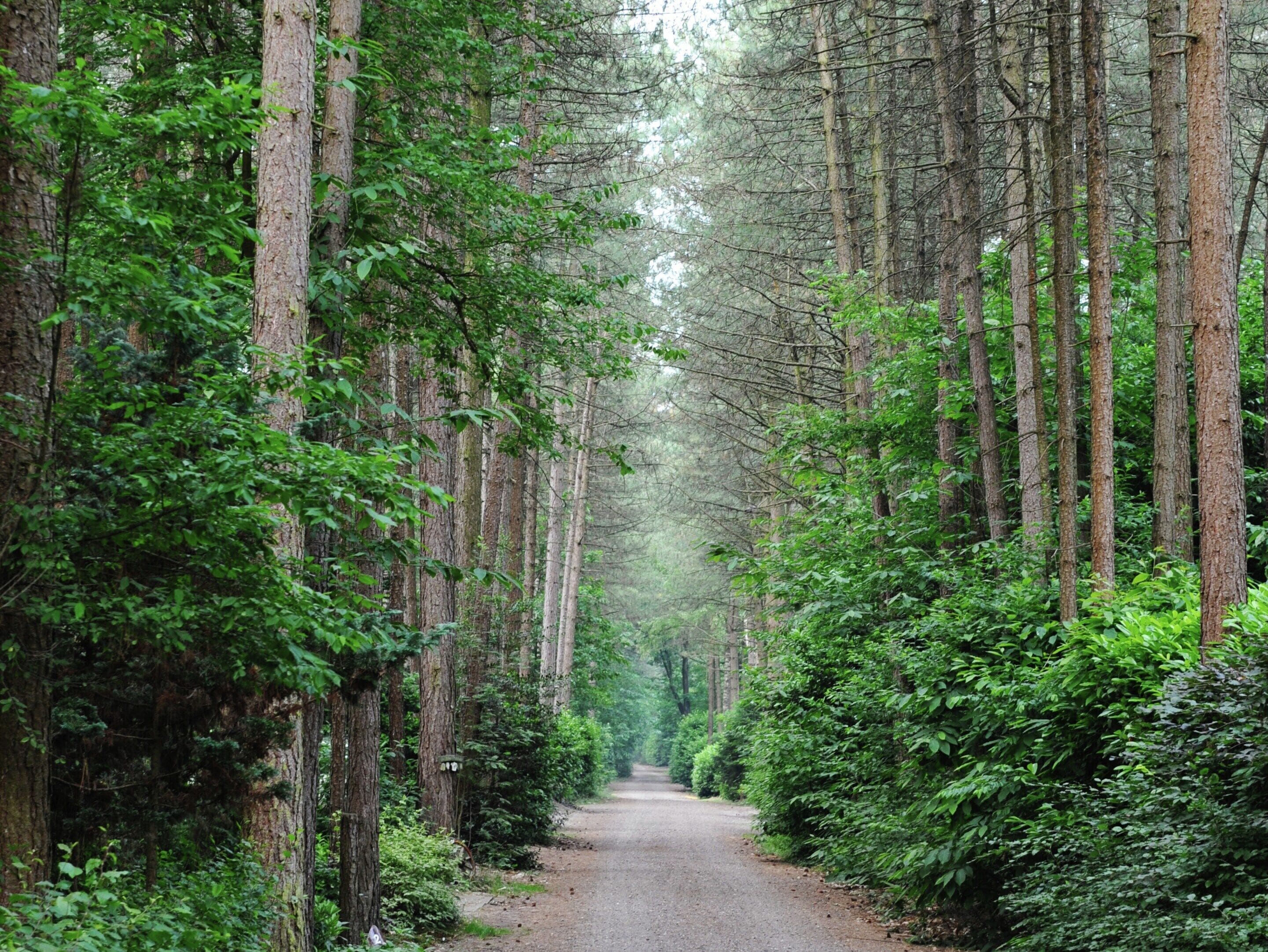 Un sentier bordé d’arbres, avec de grands arbres de chaque côté.