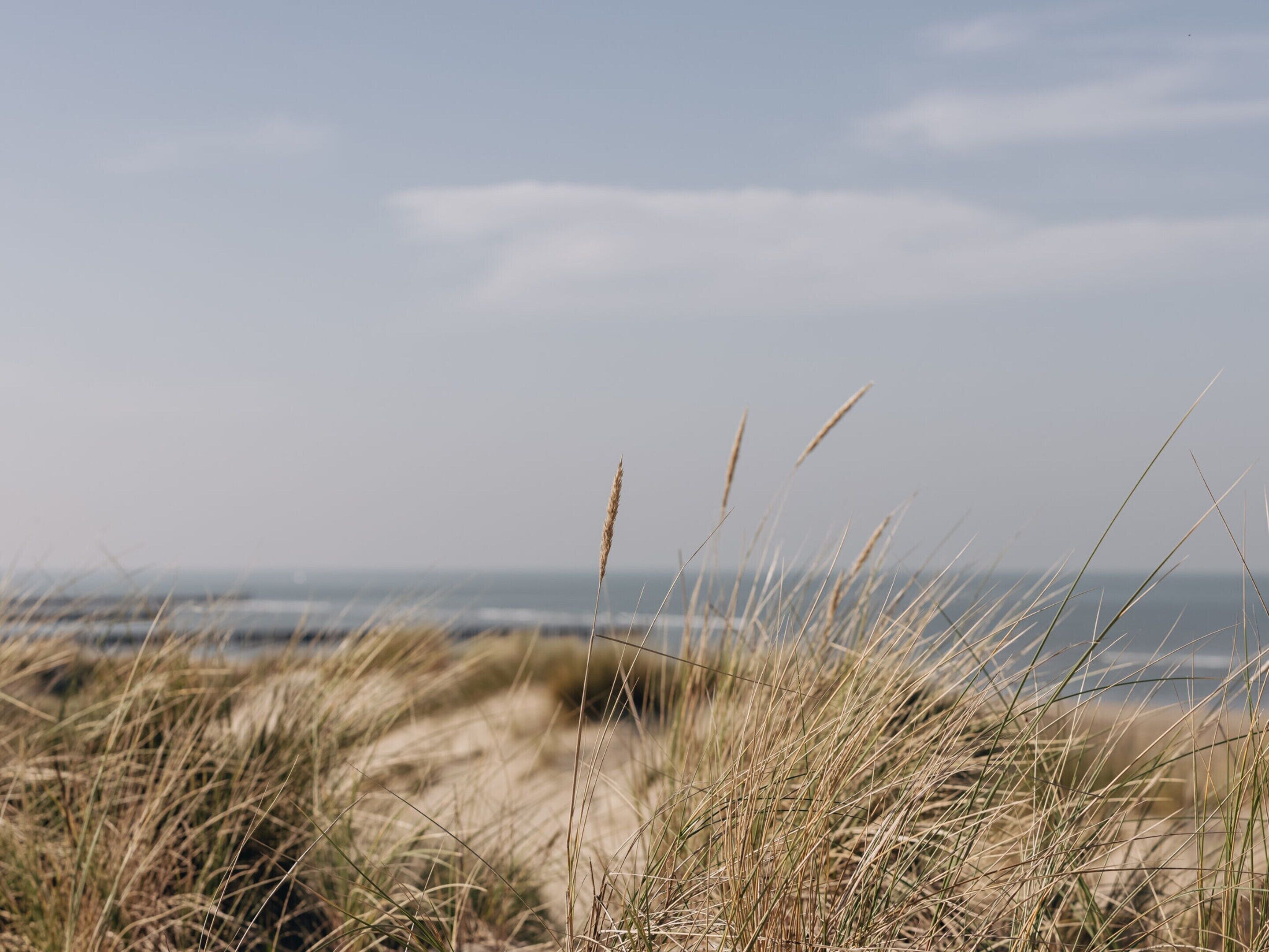 A beach with sand dunes and grasses.