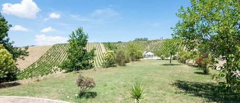 A vineyard with rows of grapevines and a small building in the distance.