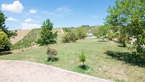 A vineyard with rows of grapevines, a paved walkway, and a small building in the background. - Apartment in Ascoli Near Mountains (Ripatransone)