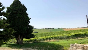 A vineyard with rows of grapevines, a stone wall, and a large tree. - Apartment in Ascoli Near Sea Beach (Ripatransone)