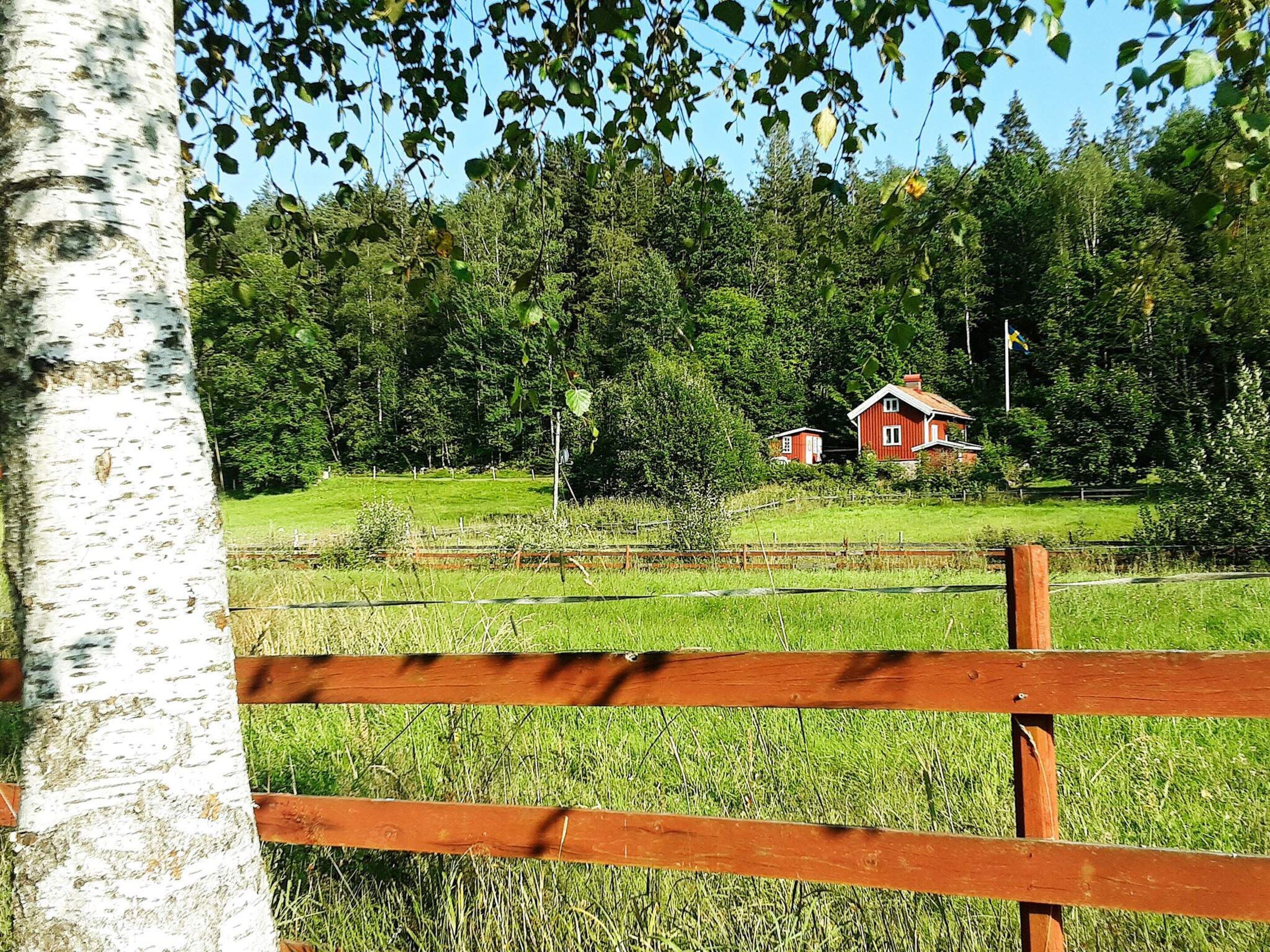 A wooden fence, a birch tree, and a red house in a green field with trees in the background.