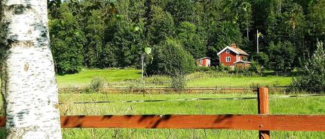 A wooden fence, a birch tree, and a red house in a green field with trees in the background.