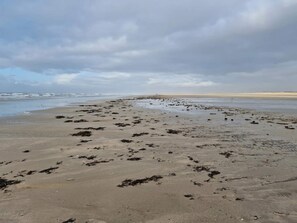 Een strand met verspreid wier en een verre kustlijn.