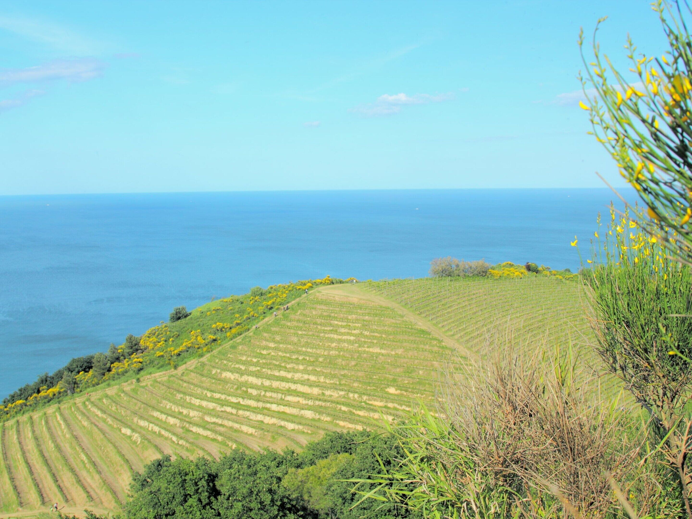 A vineyard with rows of grapevines and a view of the ocean.