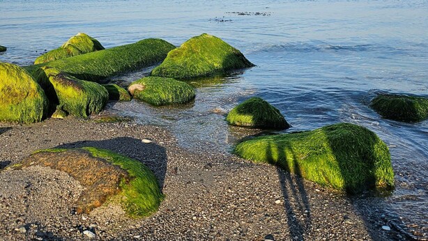 A beach with large green moss-covered rocks and a calm sea in the background.