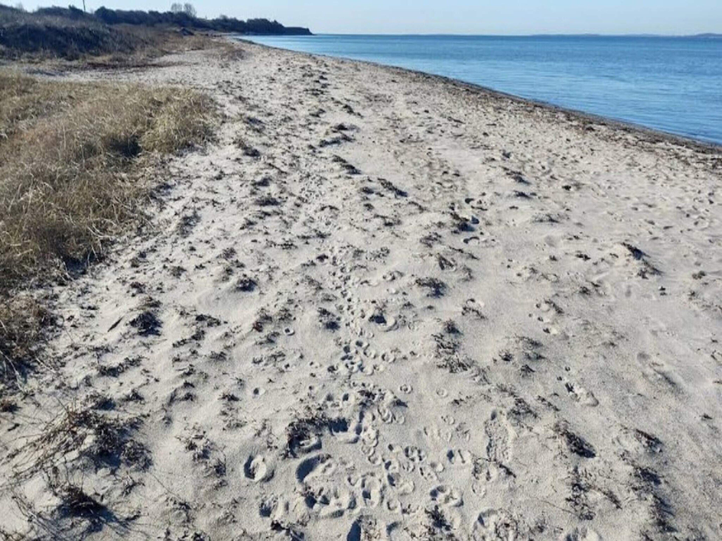 A sandy beach with visible footprints and sparse vegetation.