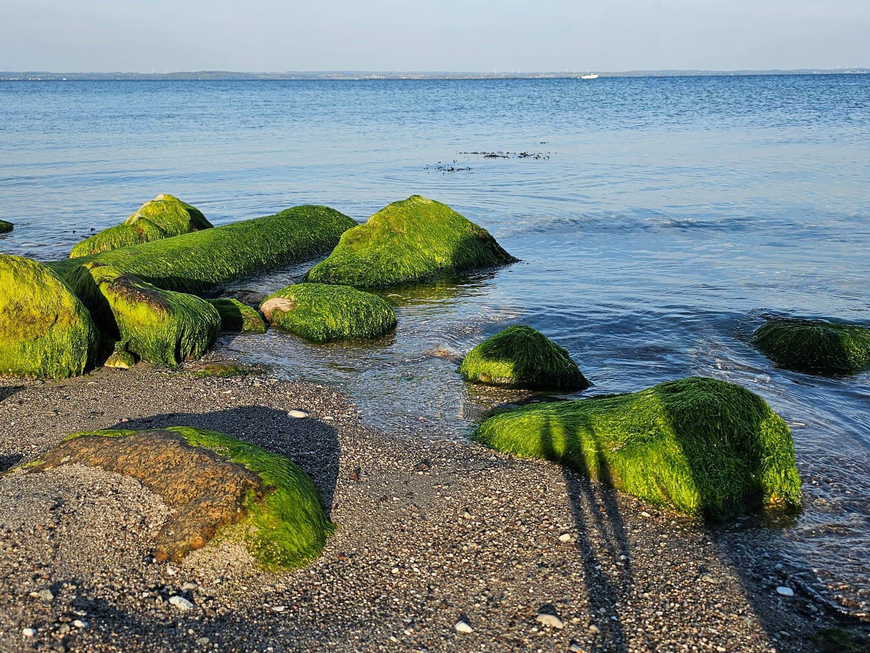 A beach with large rocks covered in green algae, pebbly shore, and calm water.