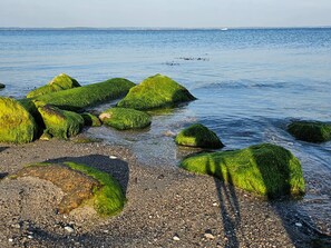 A beach with large rocks covered in green algae, pebbly shore, and calm water. - 8 Person Holiday Home in Tranekaer (Tranekaer)