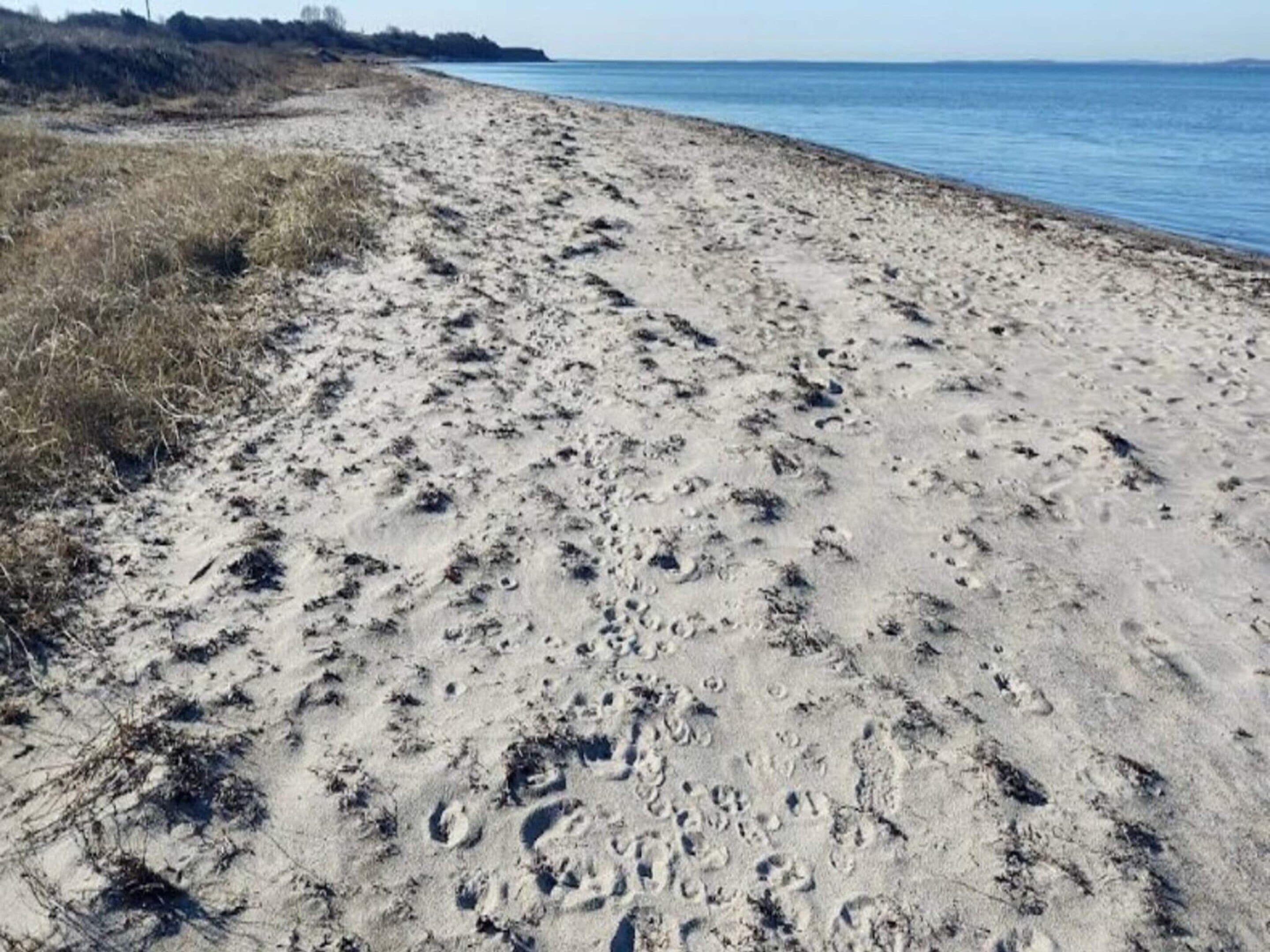 A sandy beach with visible footprints and sparse vegetation.