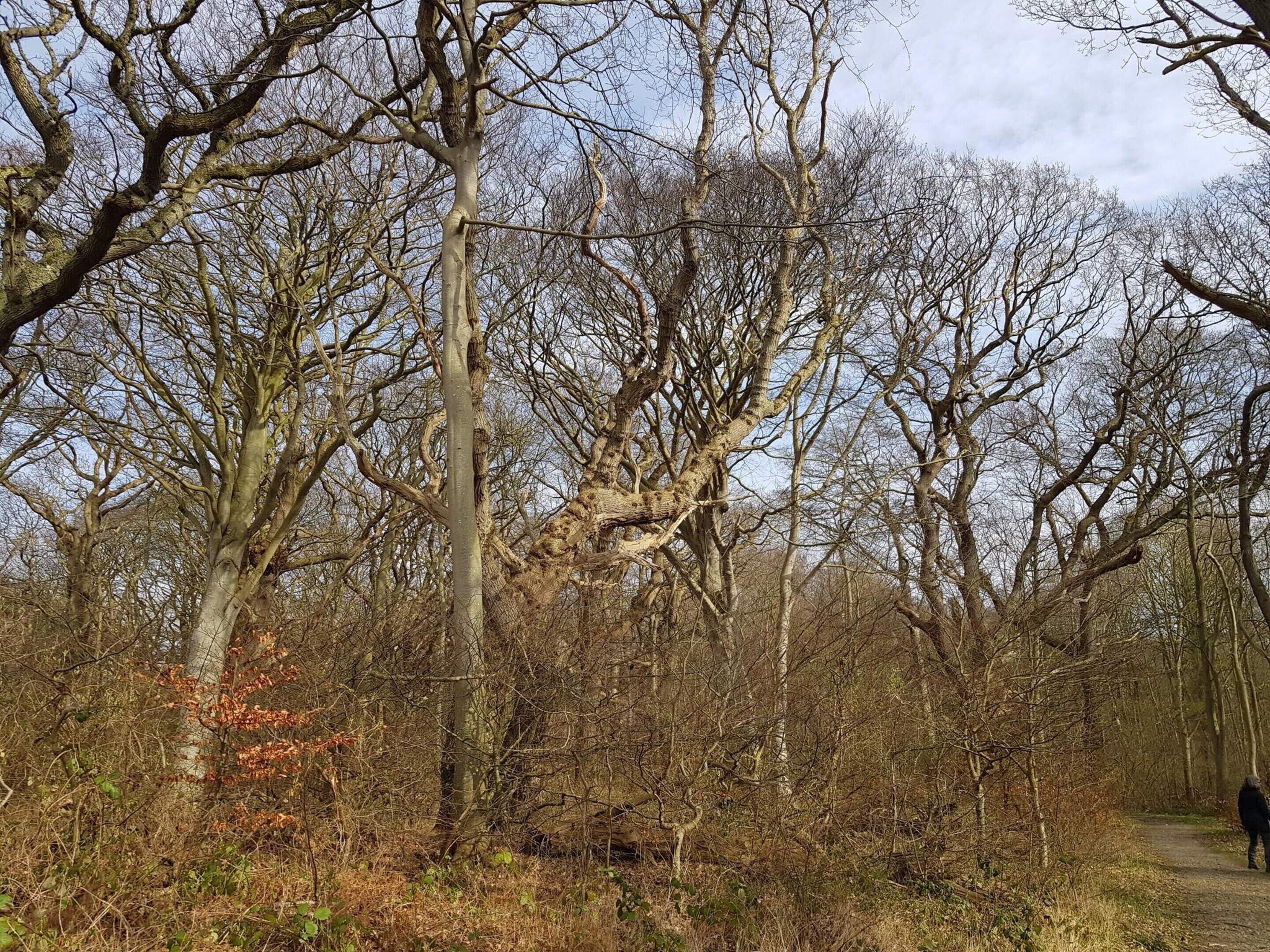 A forested area with a dirt path.