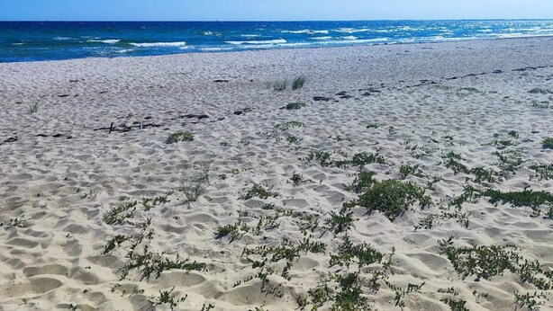 A sandy beach with sparse vegetation and the ocean in the background. - Holiday Home in Sydals (Sydals)