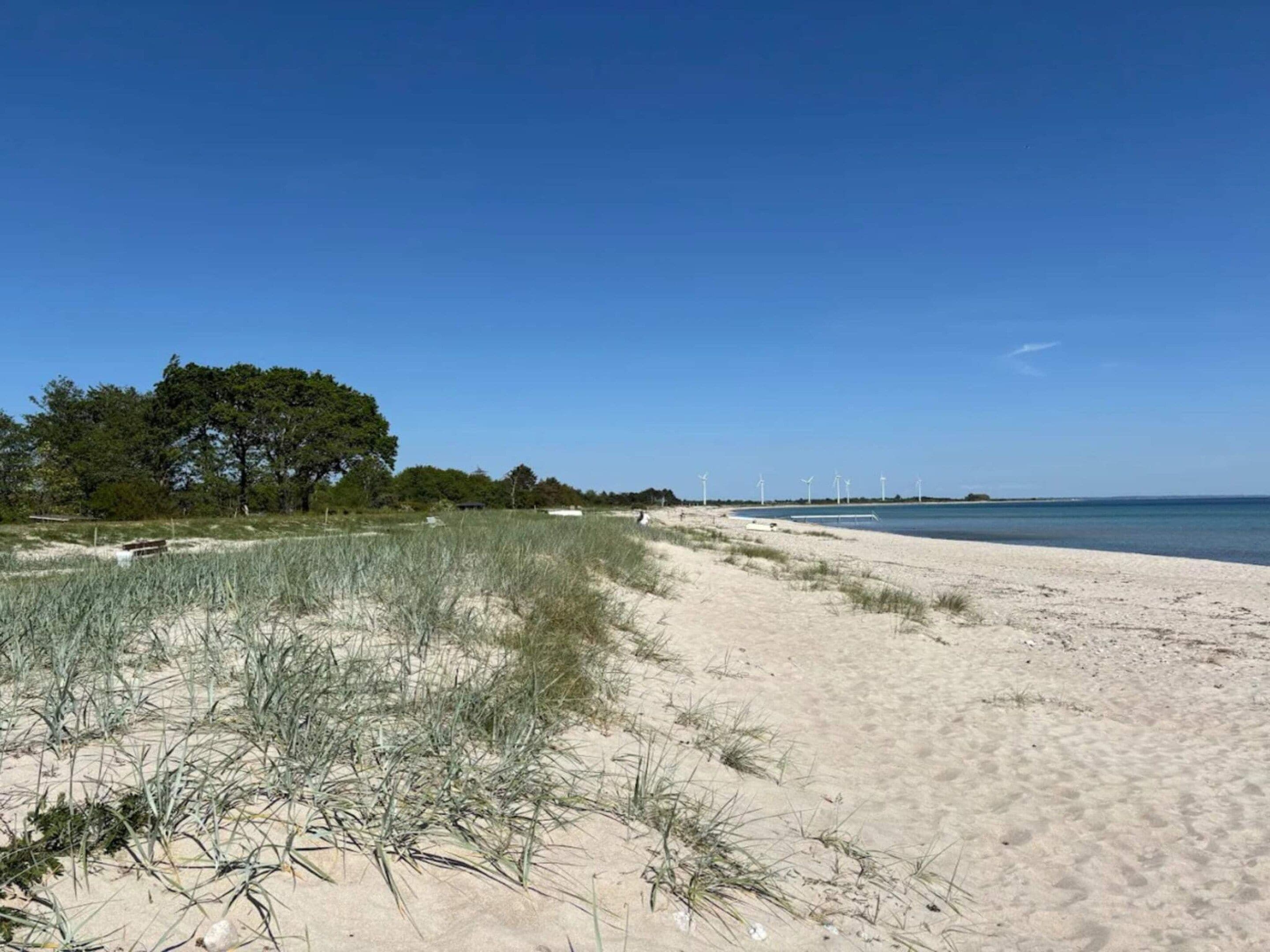 Uma praia com areia, grama e algumas árvores.