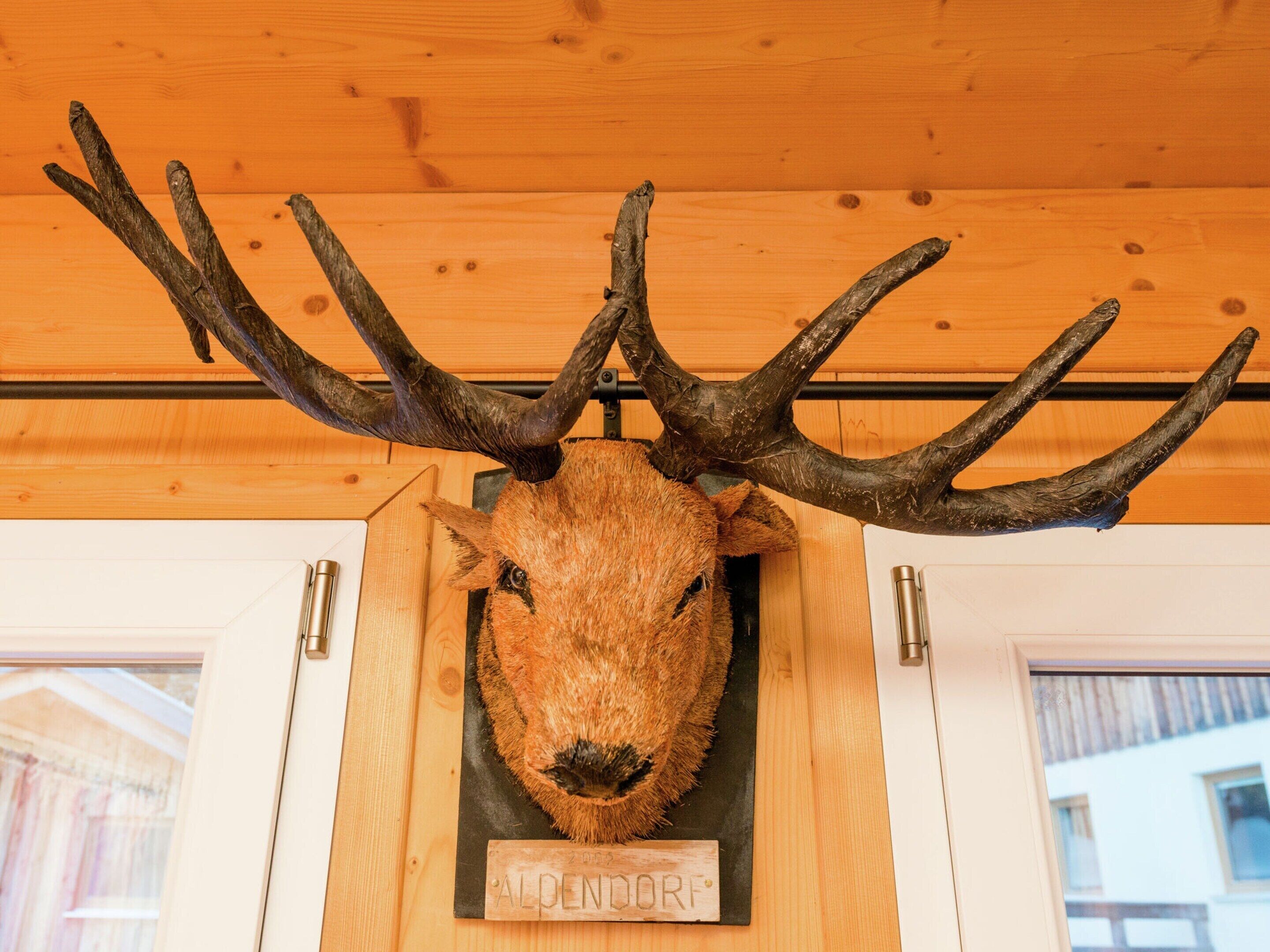 A mounted deer head with antlers on a wooden wall.