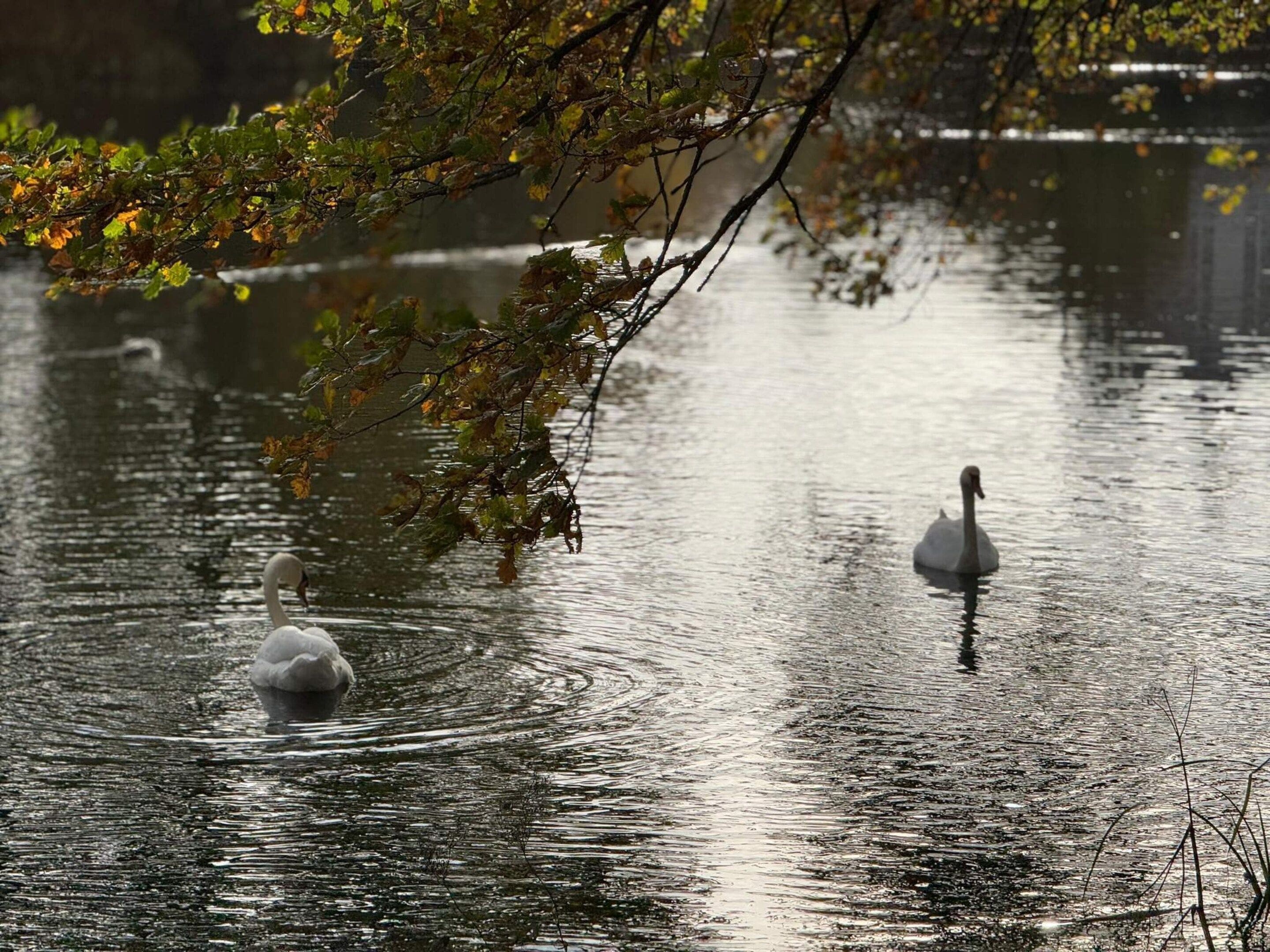 A serene lake with swans swimming, surrounded by trees.