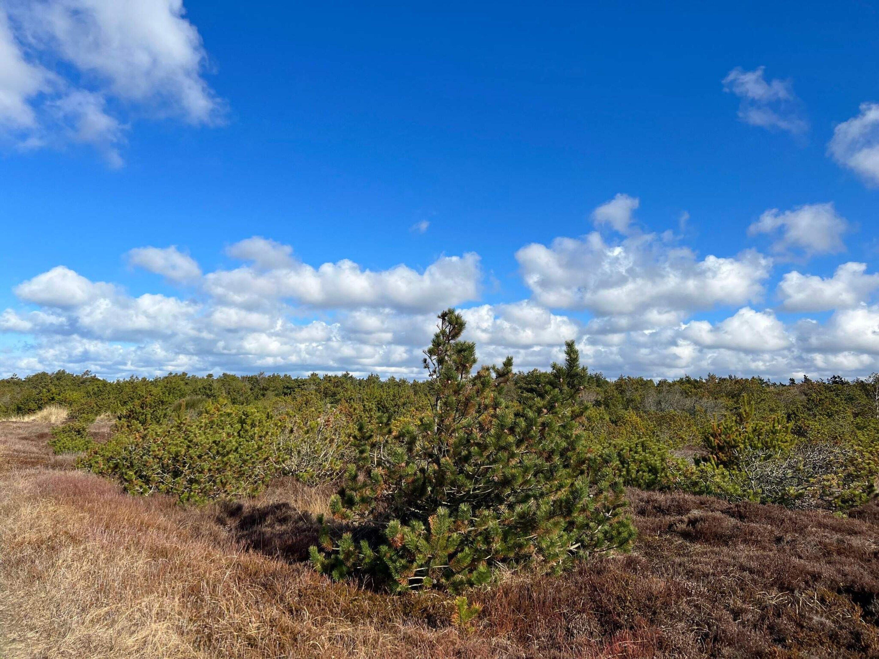 Un paysage naturel caractérisé par un ciel dégagé, une végétation luxuriante et un sentier de terre.