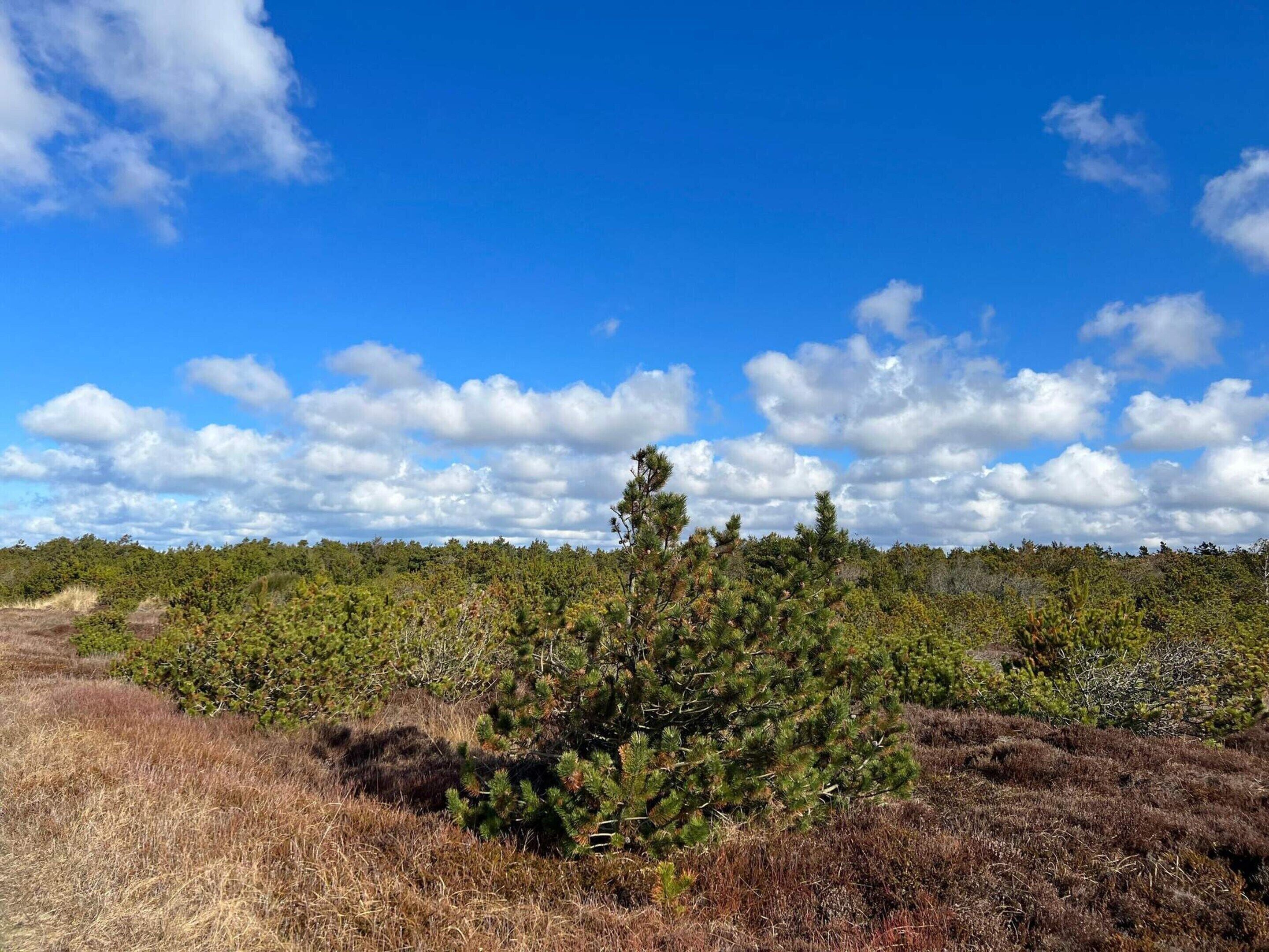 A natural landscape with a clear sky, dense vegetation, and a path leading through the area.