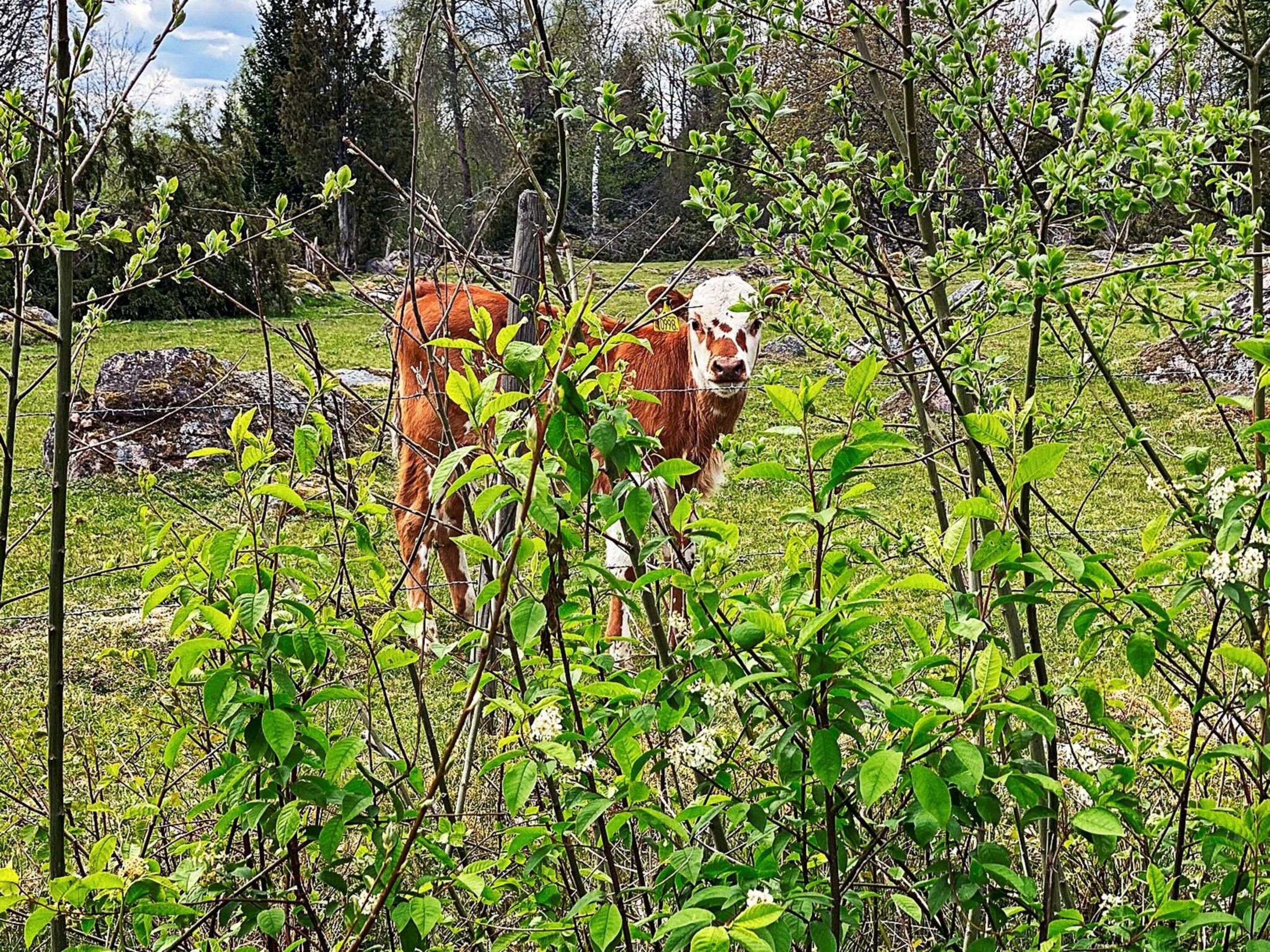 Lehmä laiduntaa ruohikkoisella pellolla, taustalla näkyy puita.