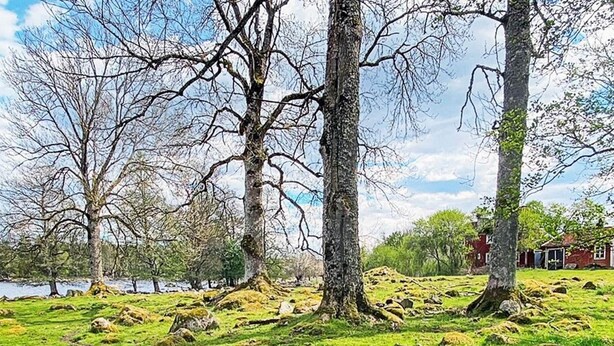 A natural landscape with trees, a grassy field, and a small building in the background. - 7 Person Holiday Home in Almedboda (Älmeboda)