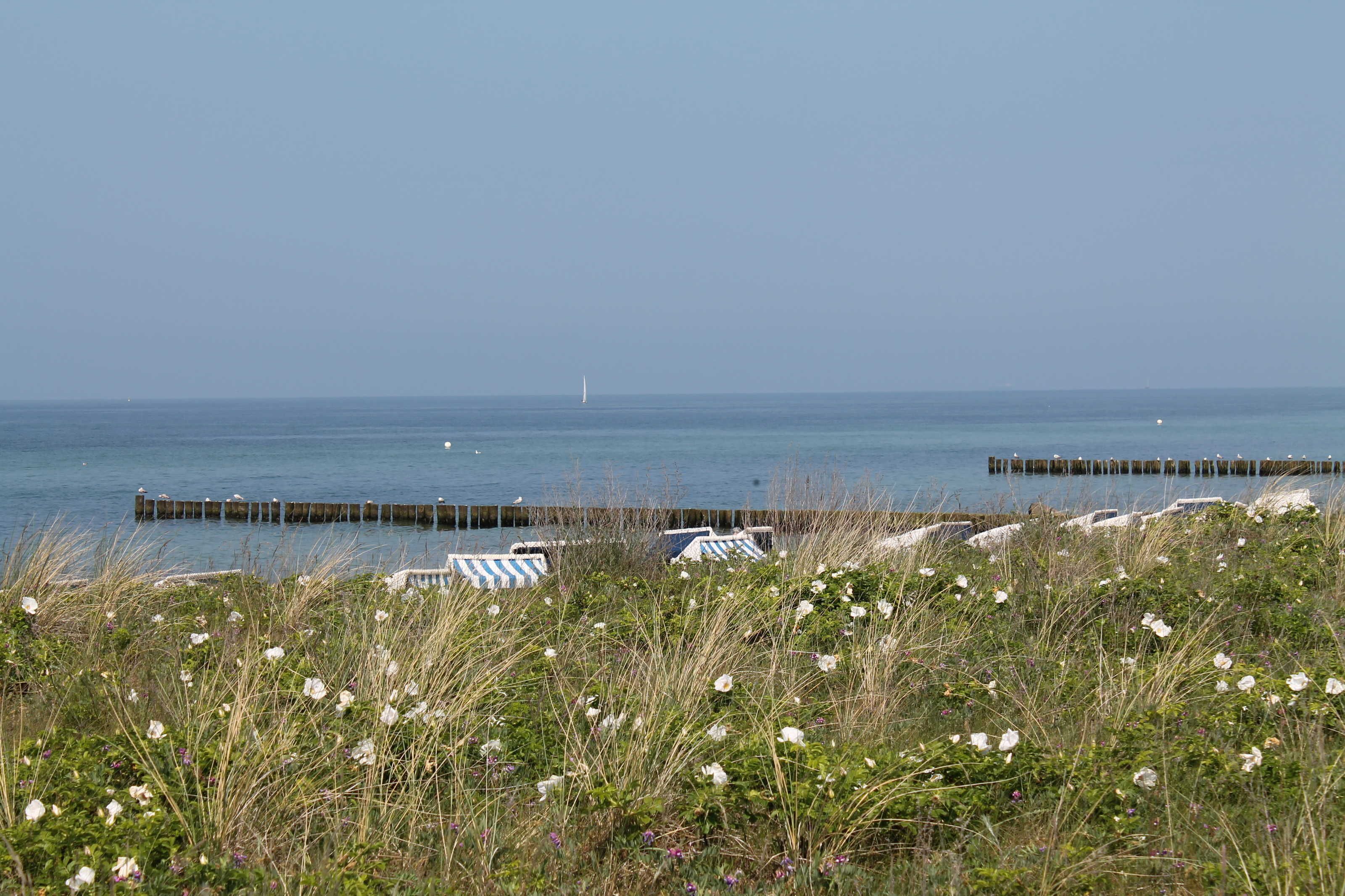 Une vue sur la côte, avec une jetée qui s’avance dans la mer, entourée de zones herbeuses parsemées de fleurs blanches.