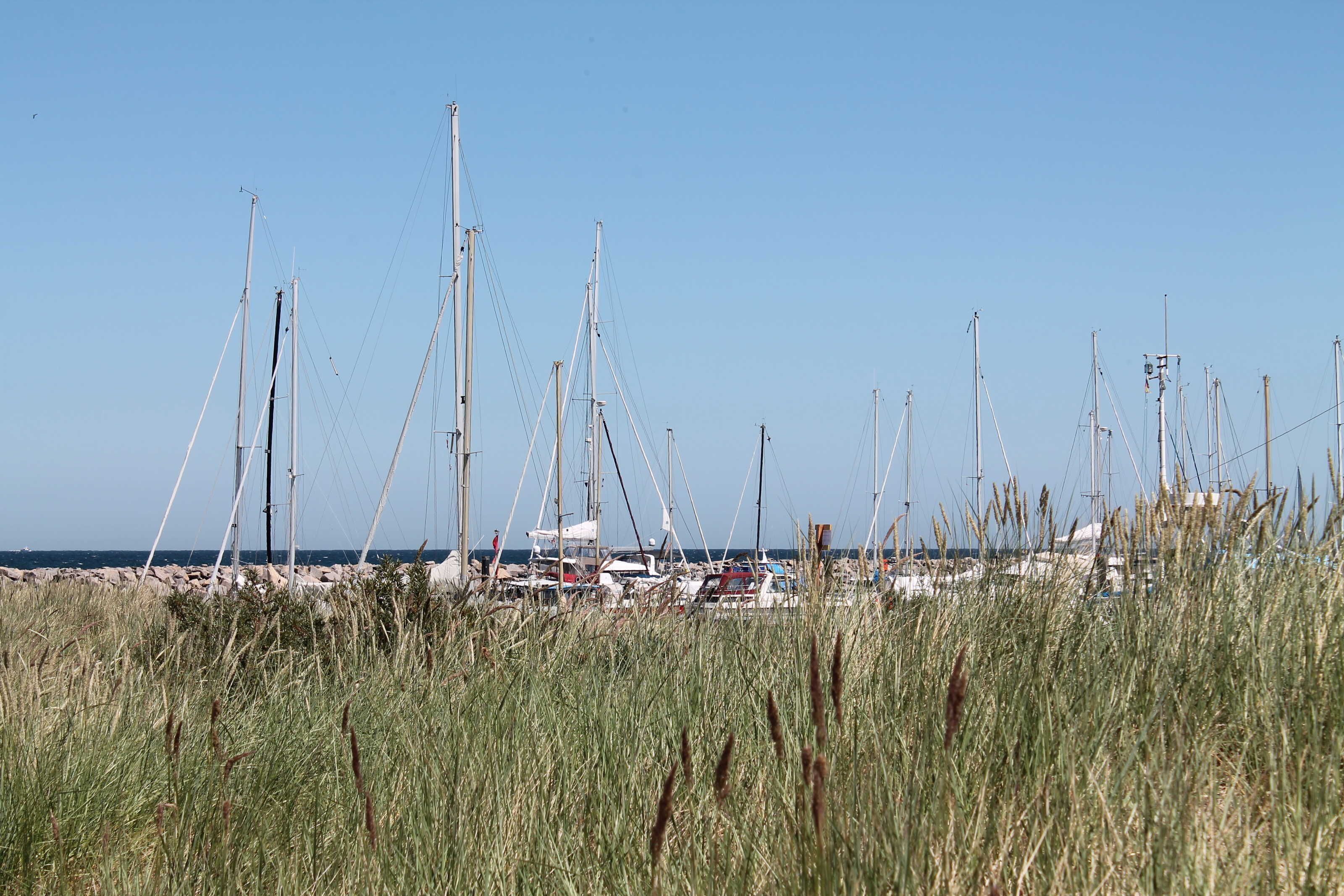 En småbåtshamn med flera segelbåtar förtöjda, omgiven av högt gräs och en klar himmel.
