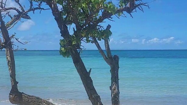 Una playa con agua turquesa cristalina y algunos árboles en primer plano.