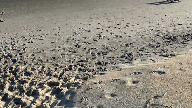 A beach with footprints and a pair of beach chairs. - 2 blocks to the beach- Pool- King-sized beds- Sound- SUPs- Linens- Beachgear (North Topsail Beach)