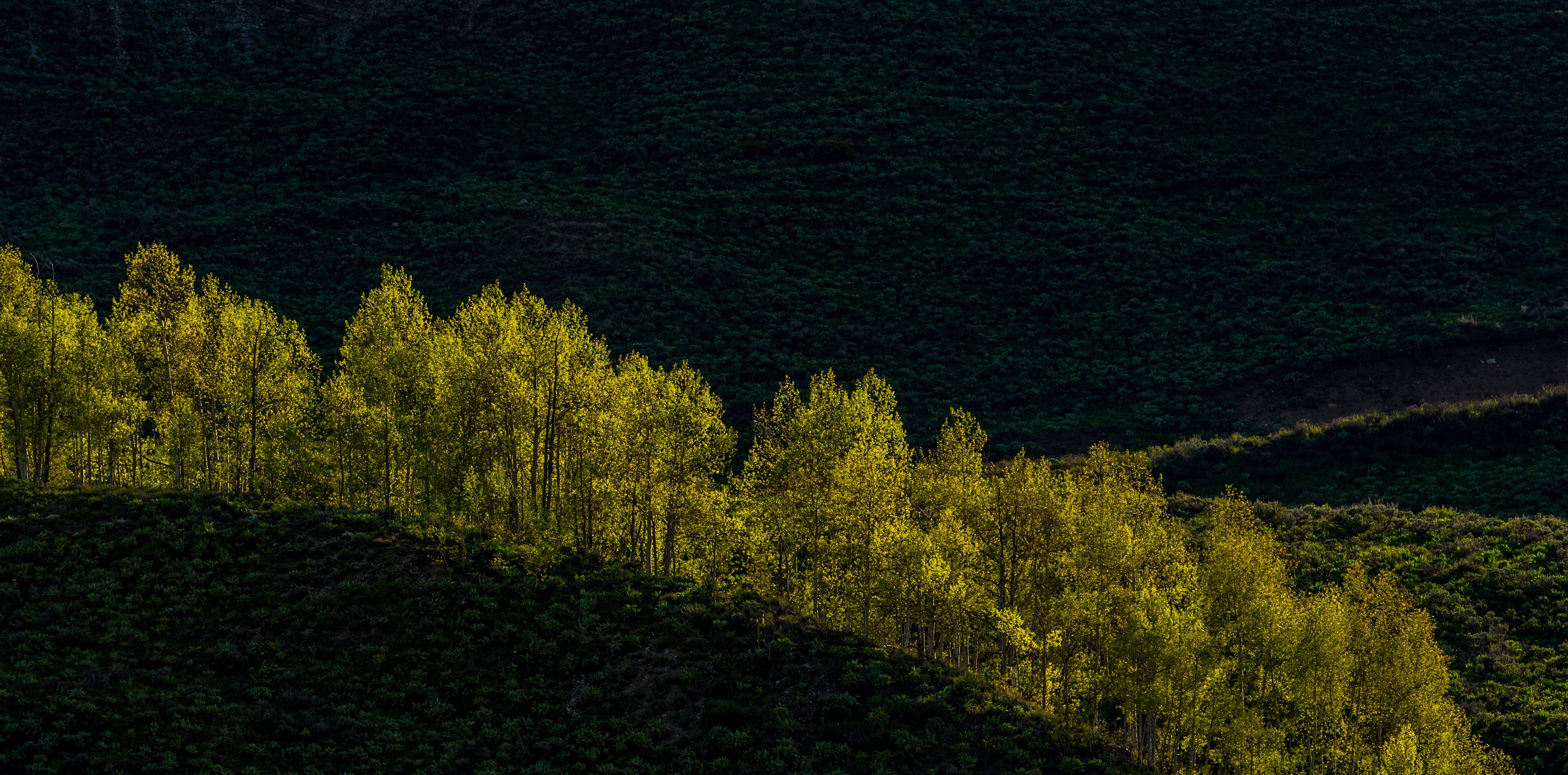 A dense forest with a variety of trees, likely a natural park or reserve.