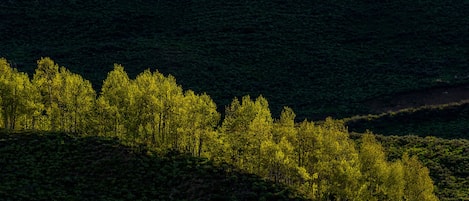 A dense forest with a variety of trees, likely a natural park or reserve.