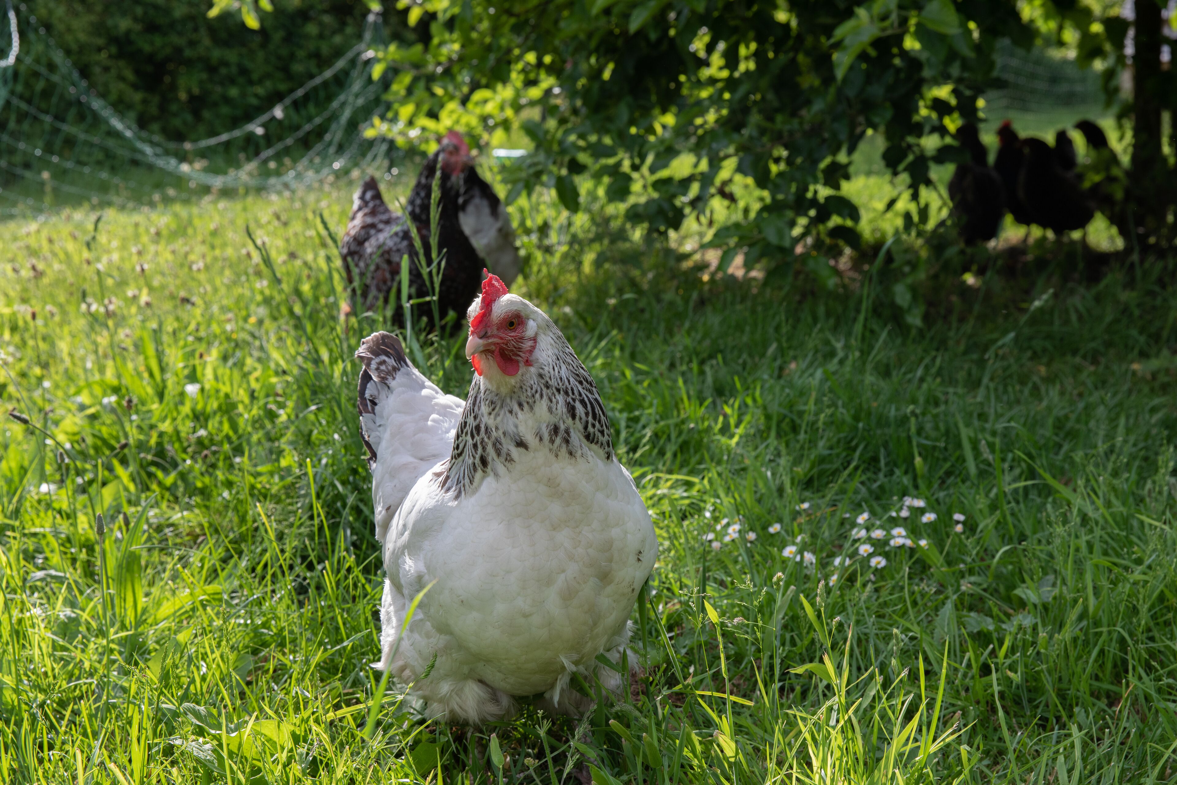 Un groupe de poules se trouve dans une zone herbeuse, avec une clôture en fil de fer en arrière-plan.
