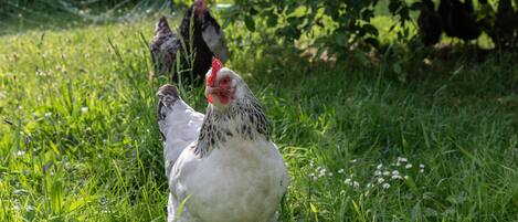 Un groupe de poules se trouve dans une zone herbeuse, avec une clôture en fil de fer en arrière-plan.