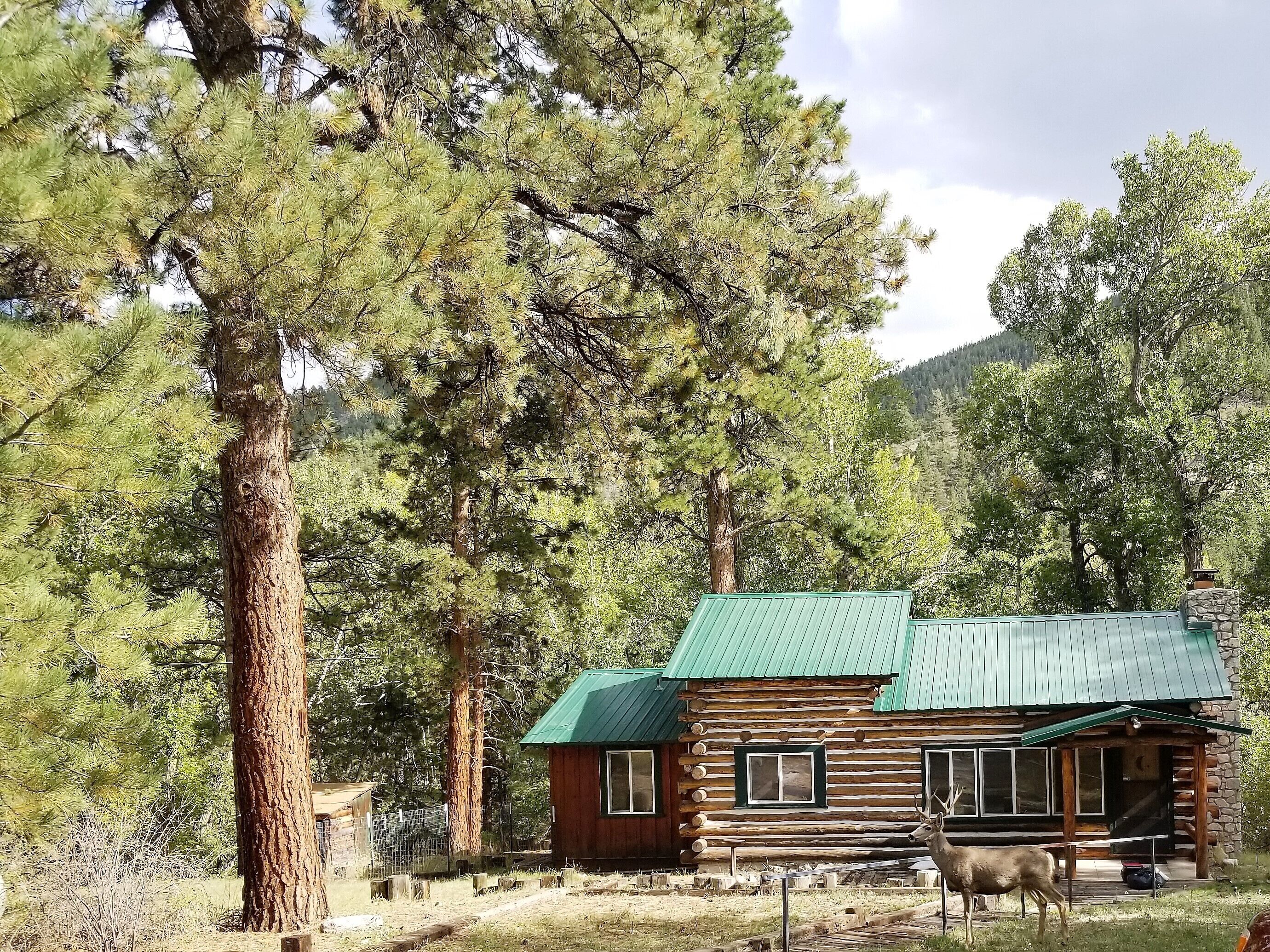 Una cabaña de troncos con techo verde, rodeada de altos pinos.